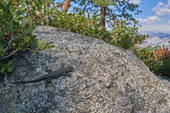 Sceloporus occidentalis taylori
