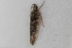 Telphusa perspicua