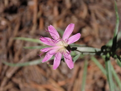 Stephanomeria lactucina