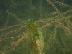 Ptychocheilus grandis