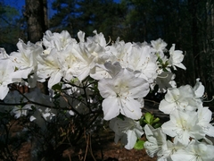 Rhododendron mucronatum