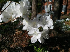 Rhododendron mucronatum