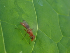 Zacompsia fulva