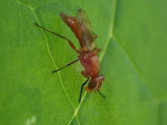 Zacompsia fulva