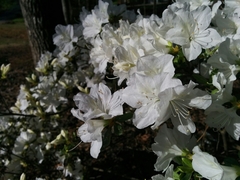 Rhododendron mucronatum