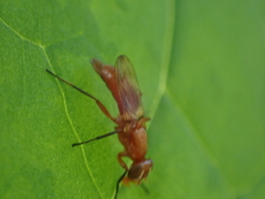Zacompsia fulva