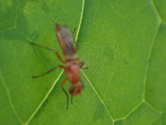 Zacompsia fulva