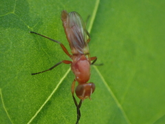 Zacompsia fulva