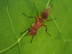 Zacompsia fulva