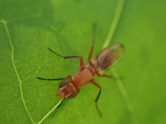 Zacompsia fulva