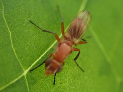 Zacompsia fulva