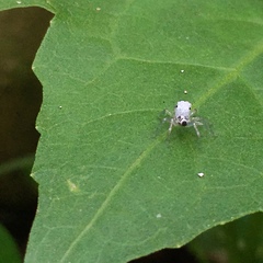 Salticidae