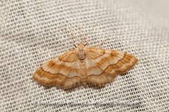 Idaea circuitaria