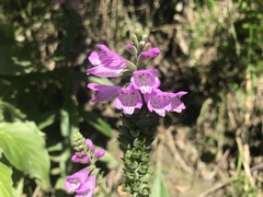 Physostegia ledinghamii