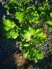 Heracleum sosnowskyi