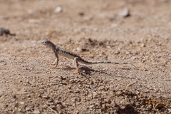 Callisaurus draconoides ventralis