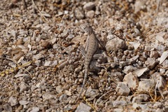 Callisaurus draconoides ventralis