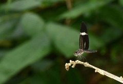 Zenithoptera fasciata