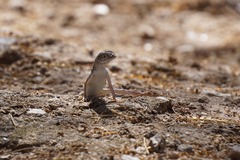 Callisaurus draconoides ventralis