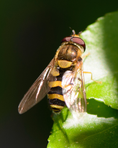 Eastern Flower Fly (Syrphus knabi) · iNaturalist