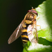 Eastern Flower Fly - Photo (c) Tracey Fandre, some rights reserved (CC BY-NC-ND), uploaded by Tracey Fandre