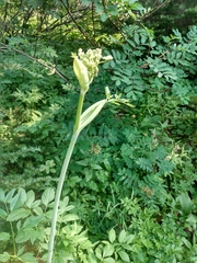 Angelica genuflexa