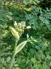 Angelica genuflexa