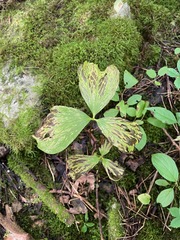 Trillium cernuum