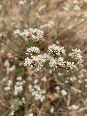 Eriogonum elatum