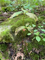 Trillium cernuum