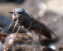 Tabanus monoensis