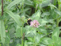 Bombus borealis