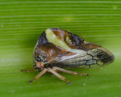 Smilia fasciata