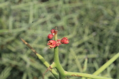 Castela stewartii