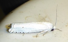 Hystrichophora vestaliana