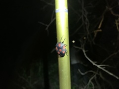 Brachystethus rubromaculatus