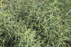 Castela stewartii