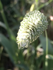 Phalaris brachystachys