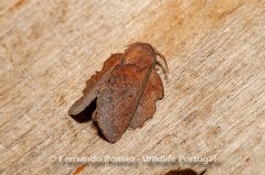 Phyllodesma kermesifolia