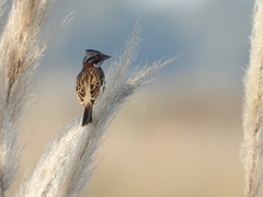 Zonotrichia capensis