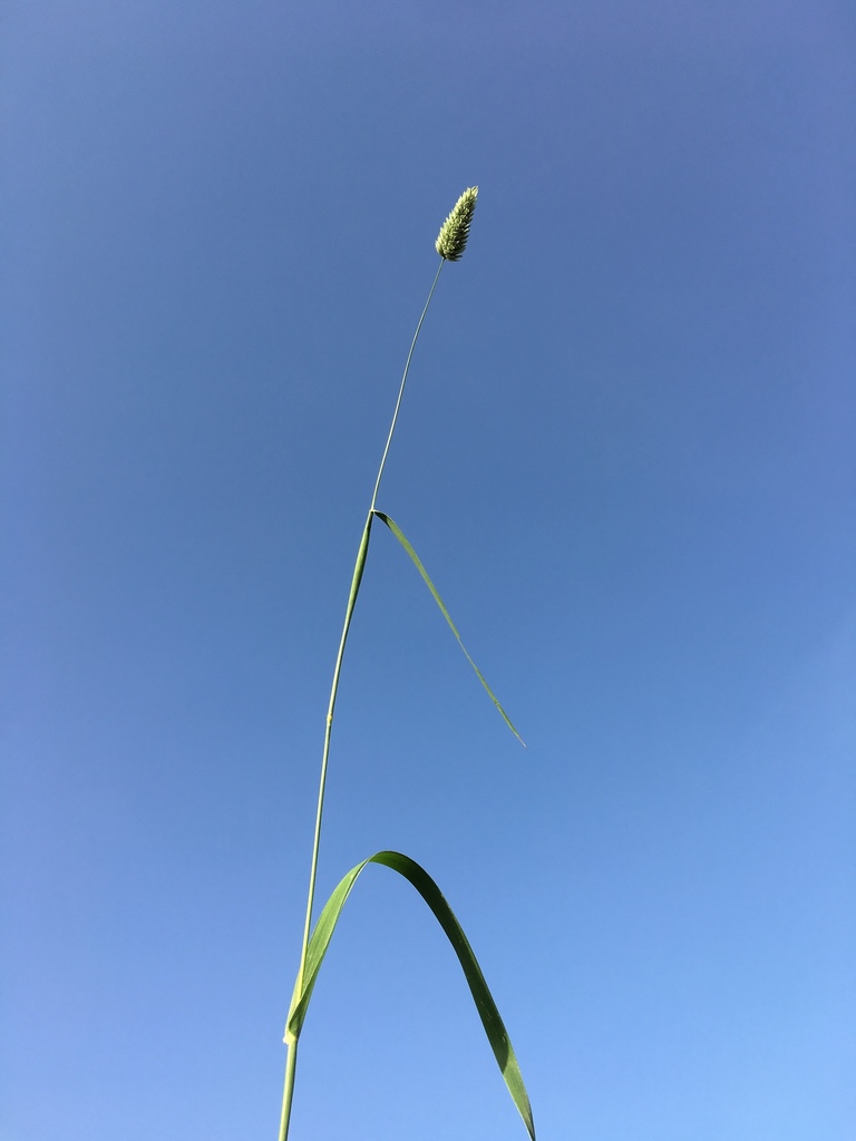 Confused canary-grass