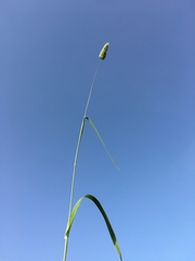 Phalaris brachystachys