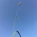 Confused Canary-Grass - Photo (c) Uriah Resheff, some rights reserved (CC BY-NC), uploaded by Uriah Resheff
