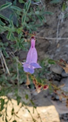 Penstemon azureus azureus