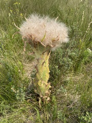 Cirsium foliosum