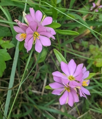 Sabatia capitata