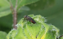Notogramma