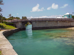 Hemiramphus bermudensis