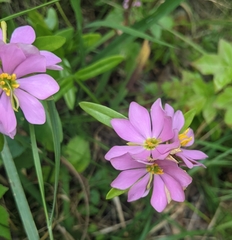 Sabatia capitata