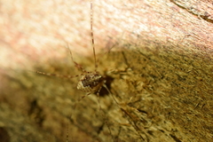 Leptobunus parvulus
